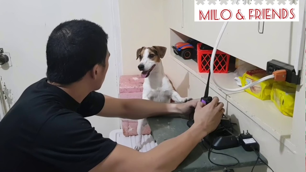 Napakamasunurin ng aso na to!  😂