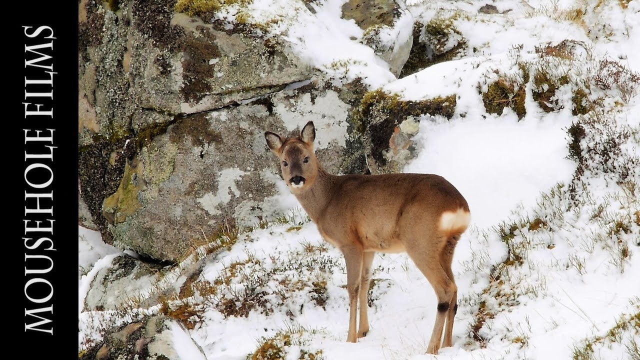 In the Bleak Midwinter - Winter in the Highlands