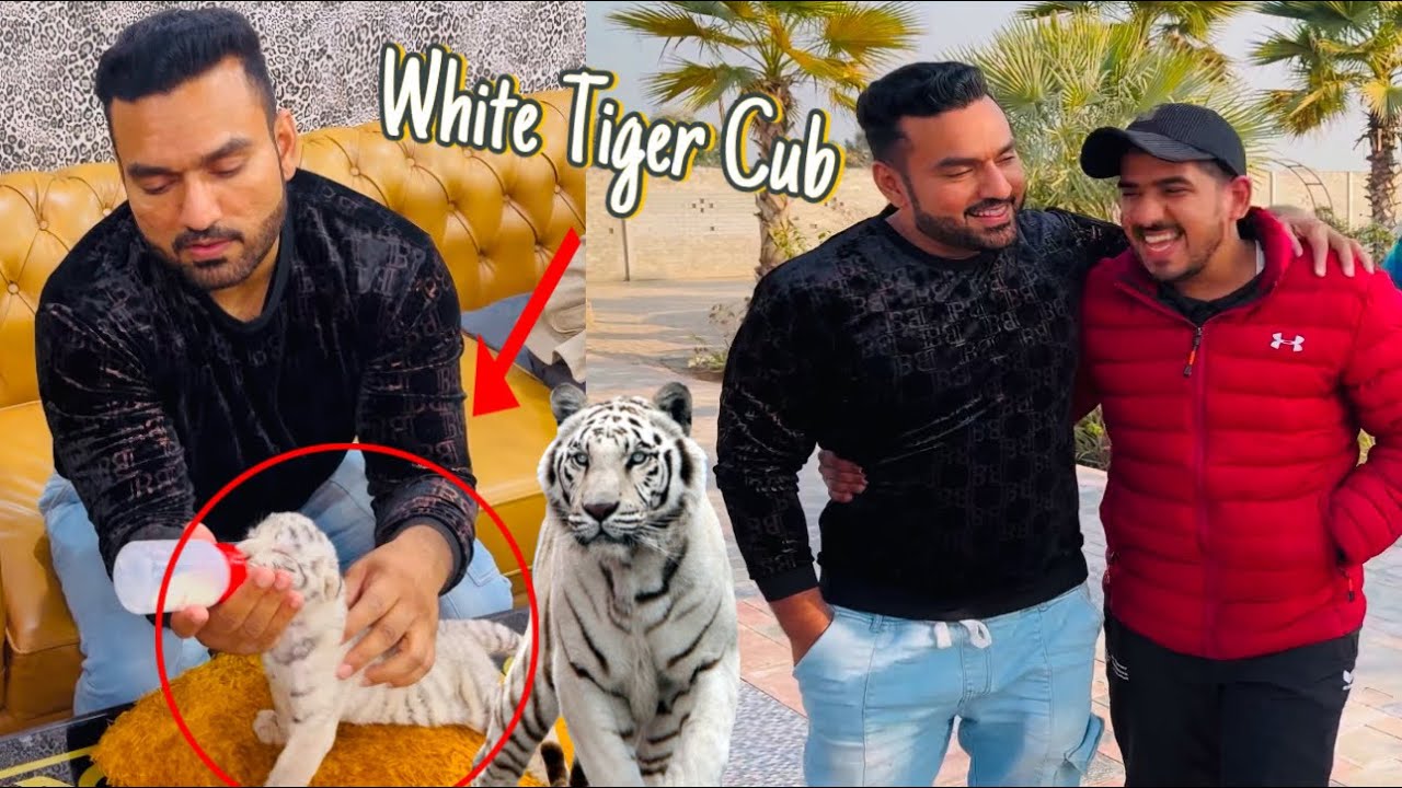 White Tiger kai Baby Agay ⁉️🐅🥰