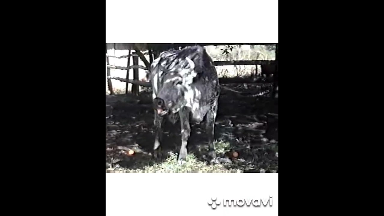 Bom momentos com  Ana Flávia  2003 em Nova Roma do Sul    
