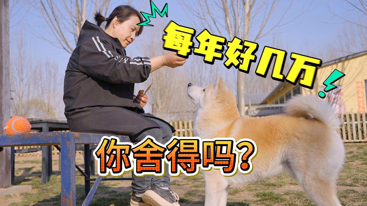 每年花几万块送狗去寄养，你会舍得吗？\Would you spend tens of thousands of yuan every year to foster a dog?