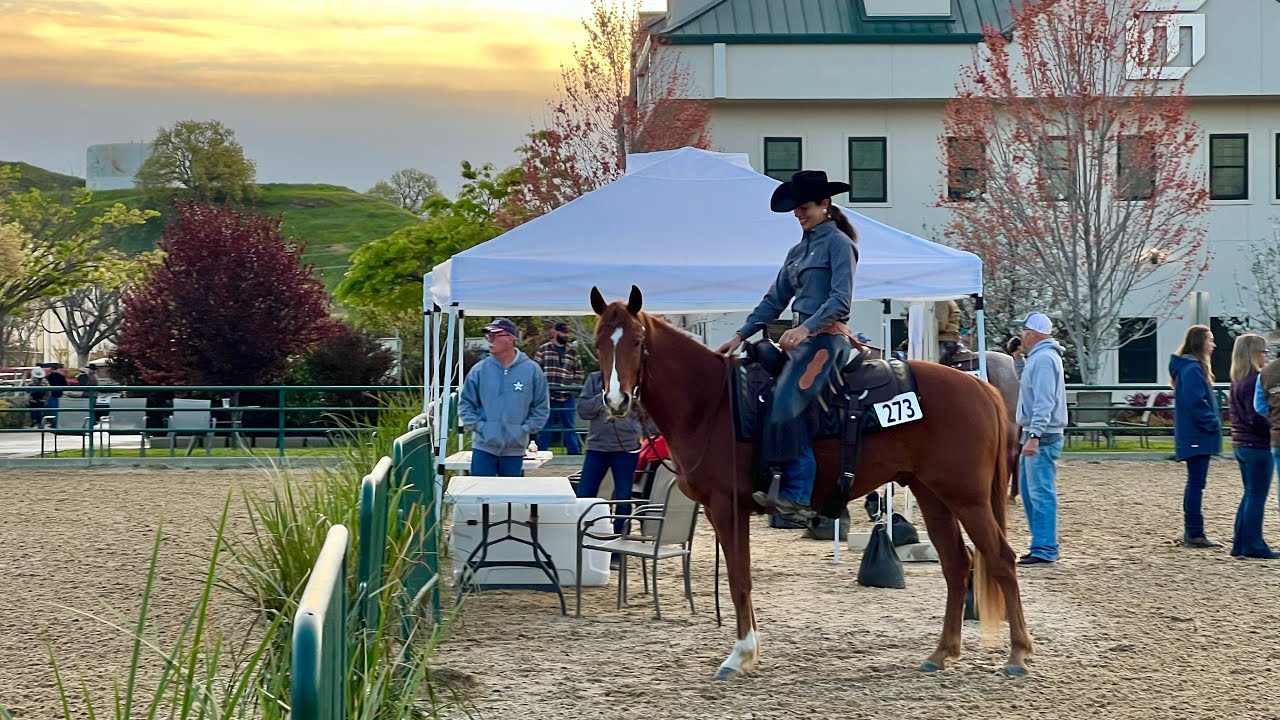 Ranch Riding pattern #7 (8 months under saddle)