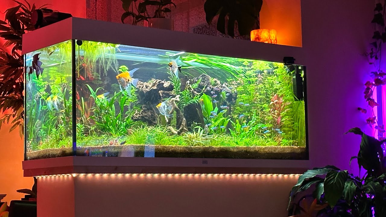 Acquario Juwell 240 dopo 3 mesi e mezzo con scalari, cardinali, coridoras,bothia macracantus e…..
