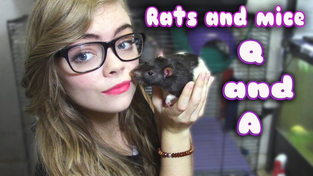 RATS AND MICE Q AND A!!