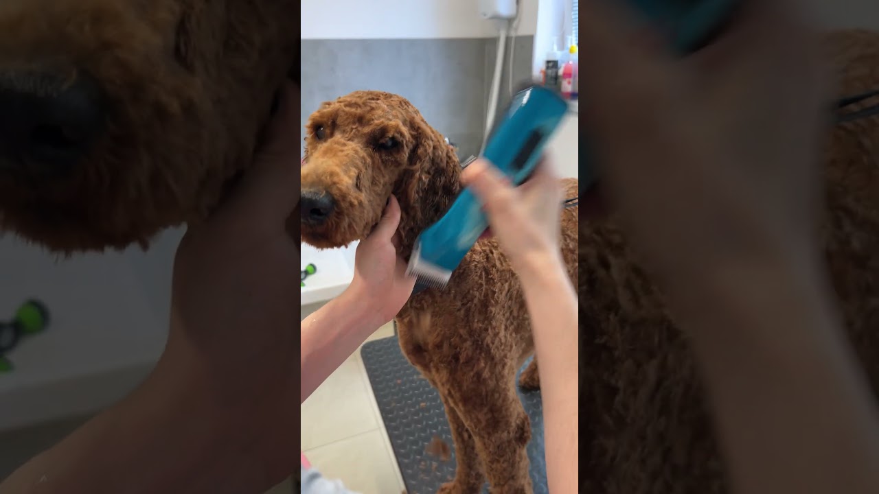 Matted Cockapoo makeover