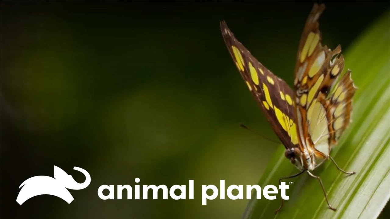 ¿Cómo se crean las alas de las mariposas? | Los Secretos del Mundo Animal | Animal Planet