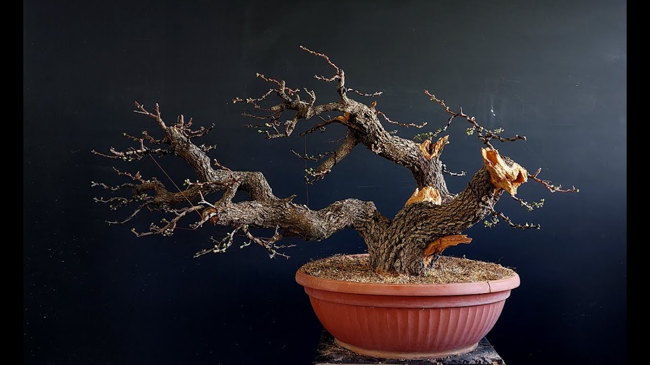 Difficult bonsai project on old hawthorn trunk