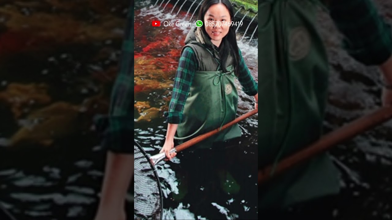 IKAN KOI TERMAHAL 26 MILYAR RUPIAH #koikontes  #kohaku  #ikankoi