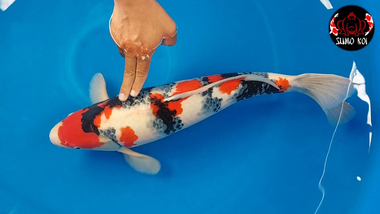 Tips Memilih Ikan Koi Showa Kualitas Show