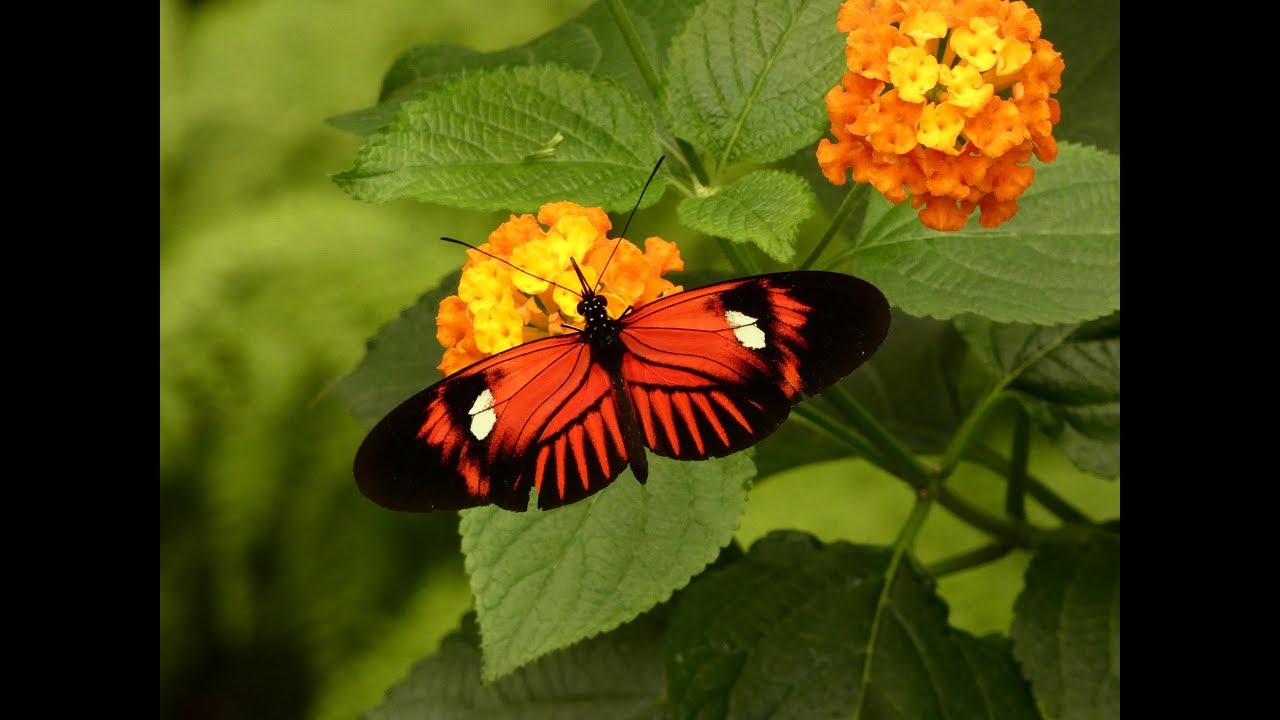 10052018 Mariposario del Drago