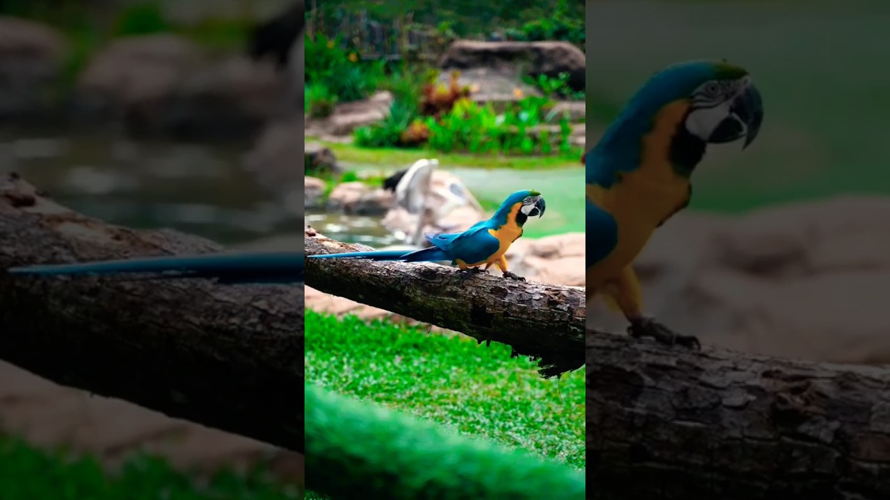abc 🐦🦅 #birds #parrots #nature #viral #video #pets #usa #ukbirds