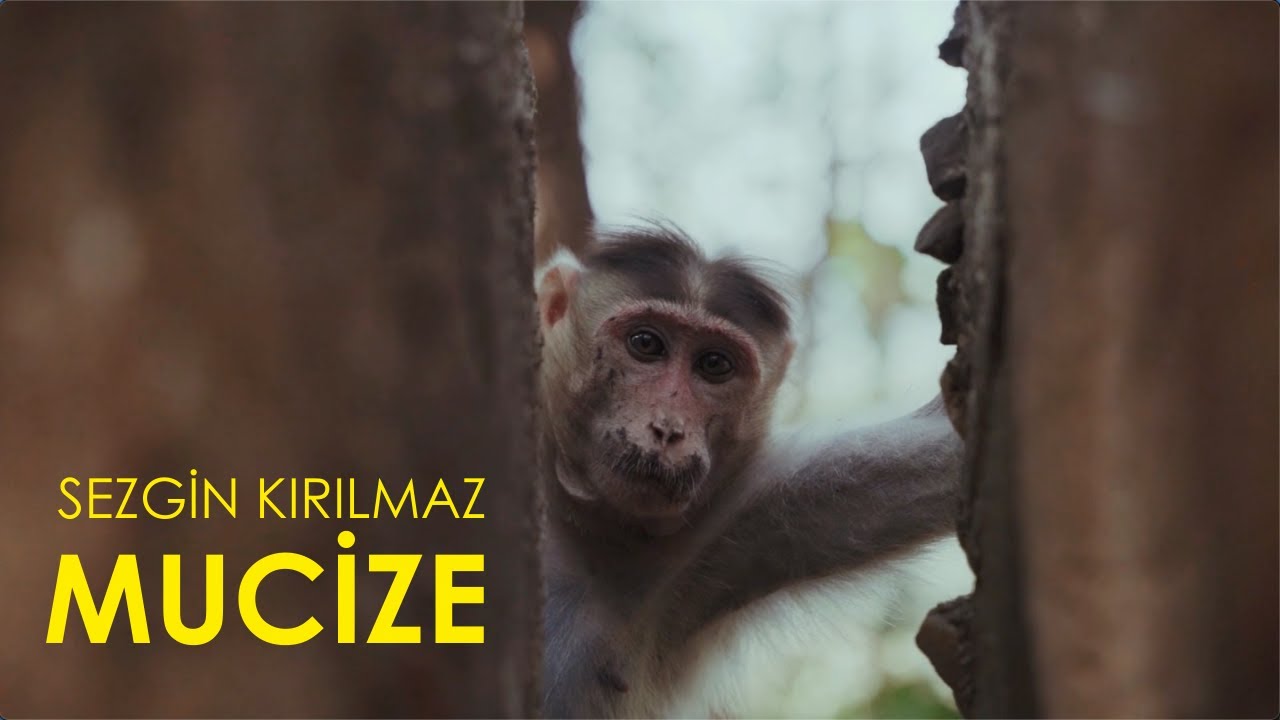 Sezgin Kırılmaz - 