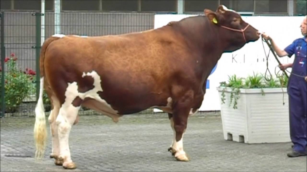 stieren ki samen belevingsdagen