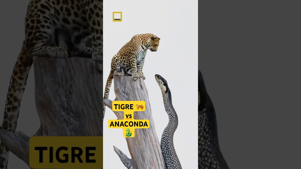 TIGRE vs ANACONDA GIGANTE 🐅🐯🐍 #naturaleza #peleas #tigres #yaguarete #anaconda #rios #reinoanimal