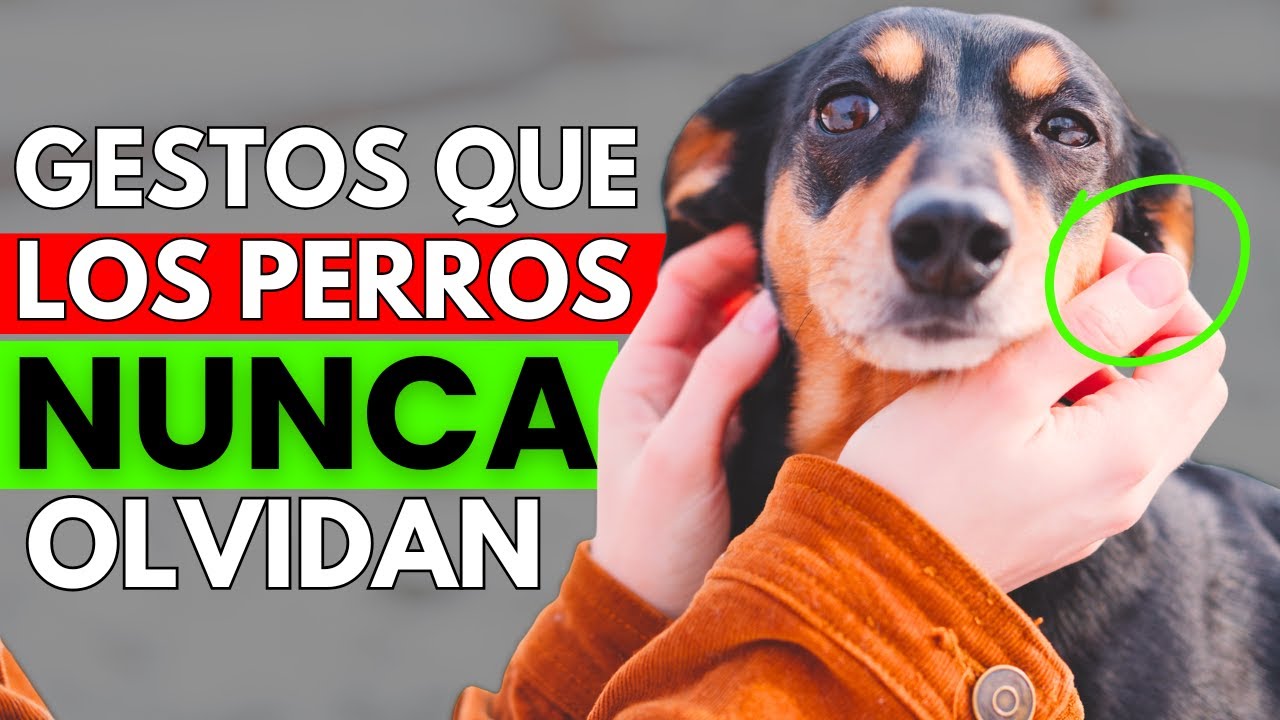 Los 7 gestos de amor que tu perro espera de ti