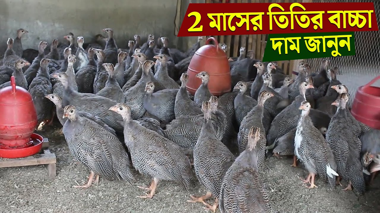 ২ মাসের তিতির বাচ্চার দাম জানুন।। তিতির মুরগির বাচ্চা।। তিতির পাখির বাচ্চা।।  Jago Agro Farm