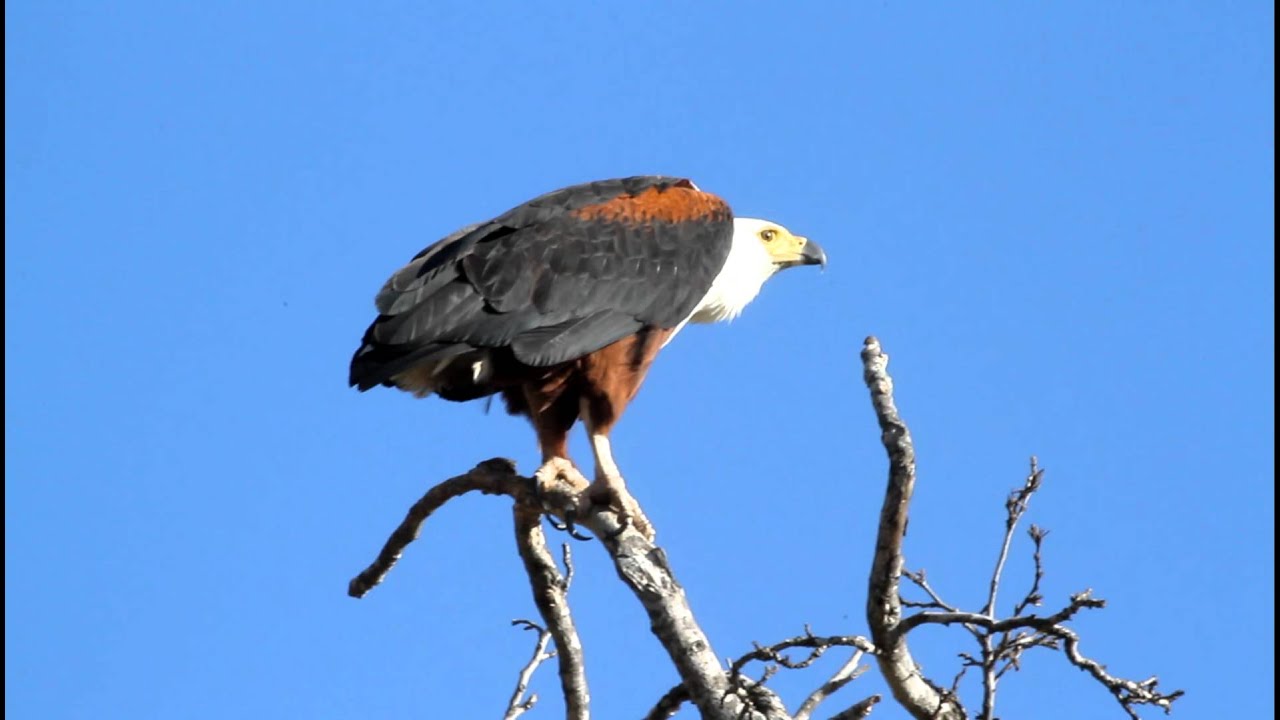 African Fish Eagle Throws Back His Head And Cries!