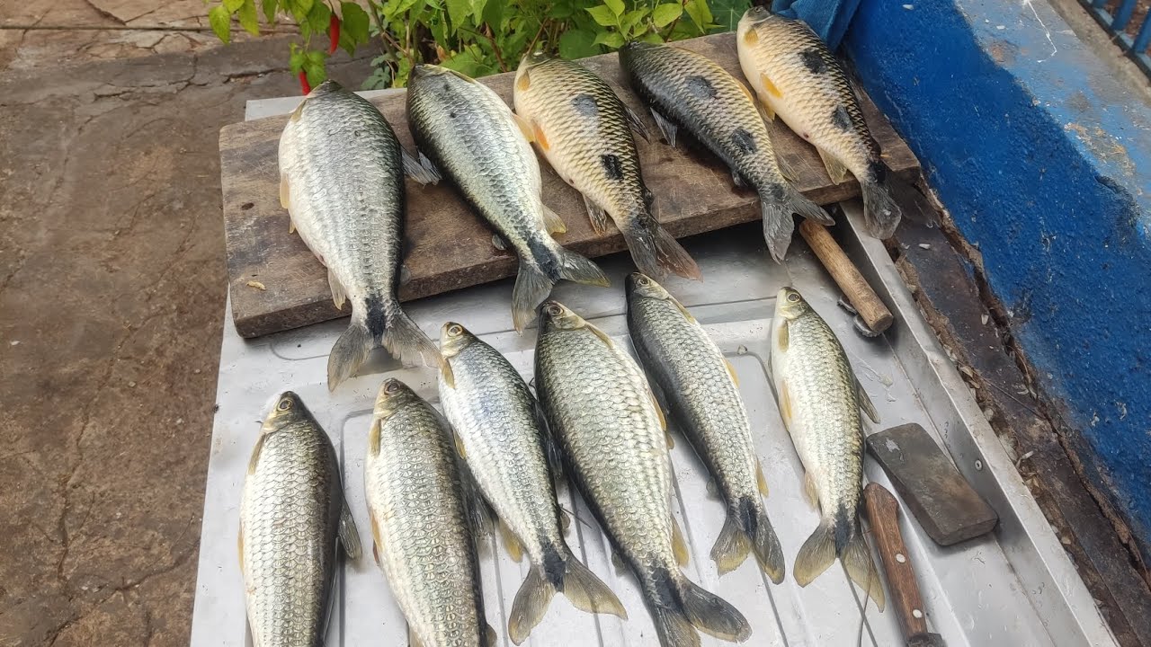 Não dava tempo da isca descer cardume  na ceva Pescaria no Rio grande Água vermelha 
