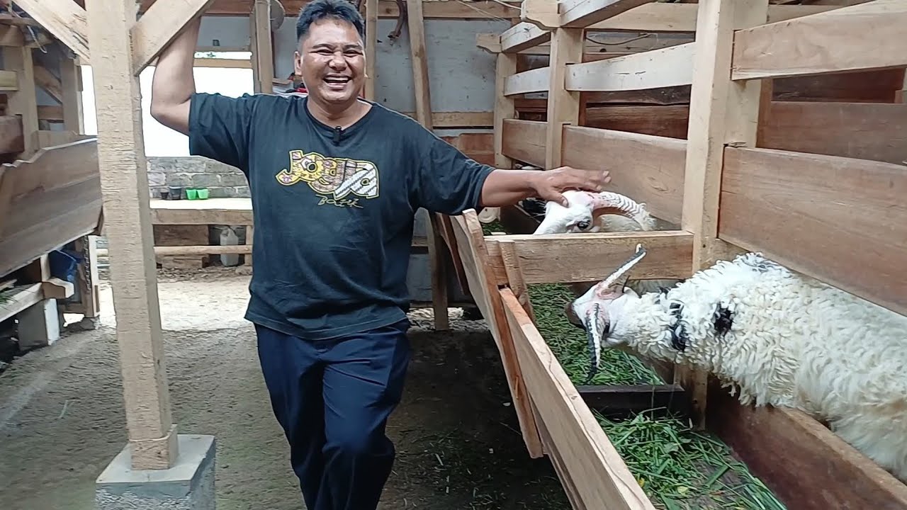 TIPS PEMULA YANG SUKSES BELAJAR TERNAK DOGAR DI GEKBRONG CIANJUR