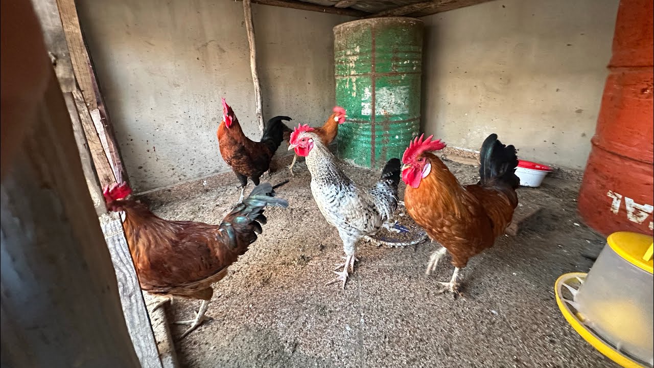كيفاش نربي دجاج🐓 غير في سطح و نربح منو فلرس 💰