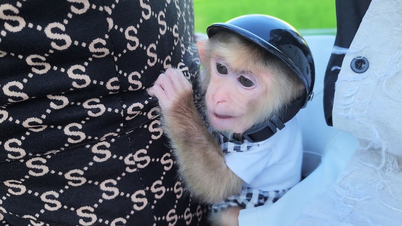 Monkey David has an interesting trip to his grandparents with his Mom and Dad