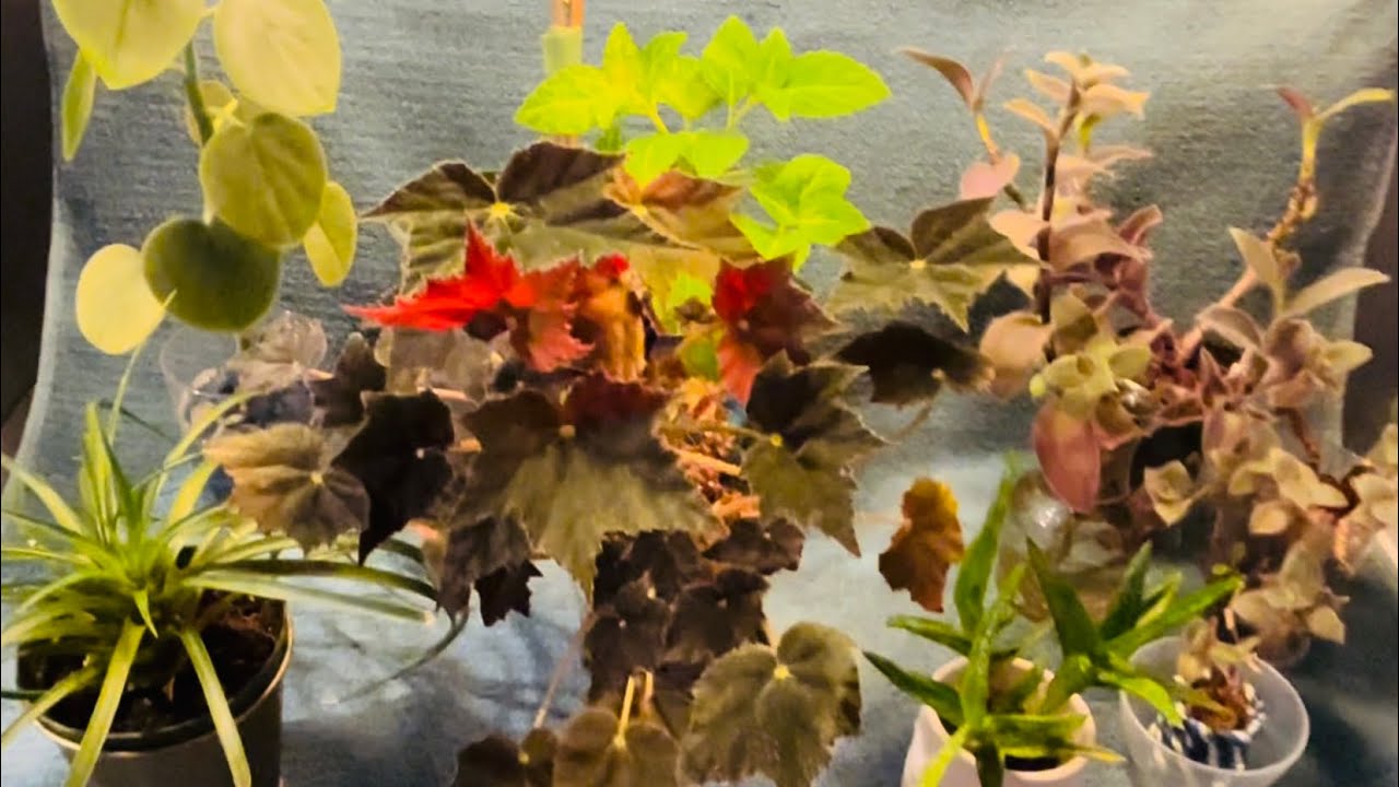 Diary of a Plant Parent - February Favorites