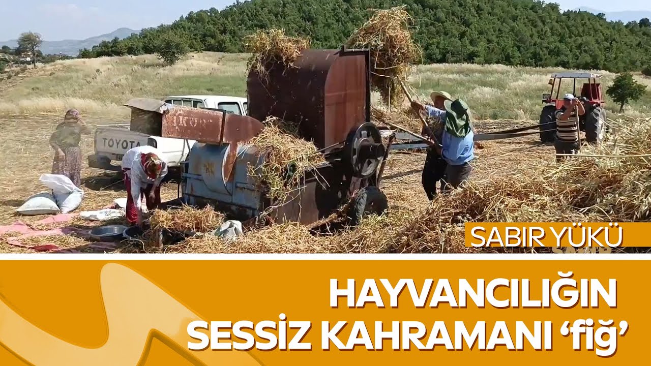 Sabır Yükü – Fiğ Hasadı | Hayvancılığın Sessiz Kahramanı