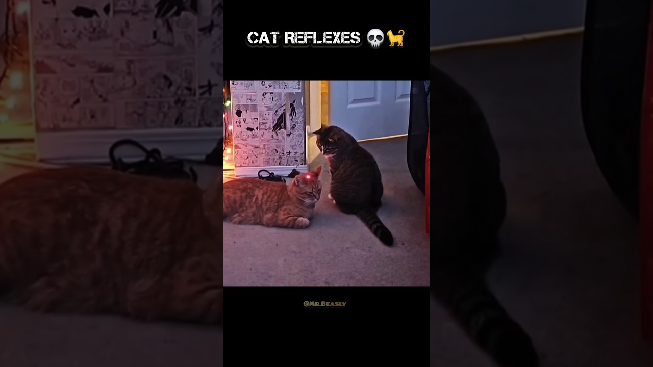 Cat Reflexes #cat #cats #catlover #catreaction #ultrainstinct #catreflexes #shorts