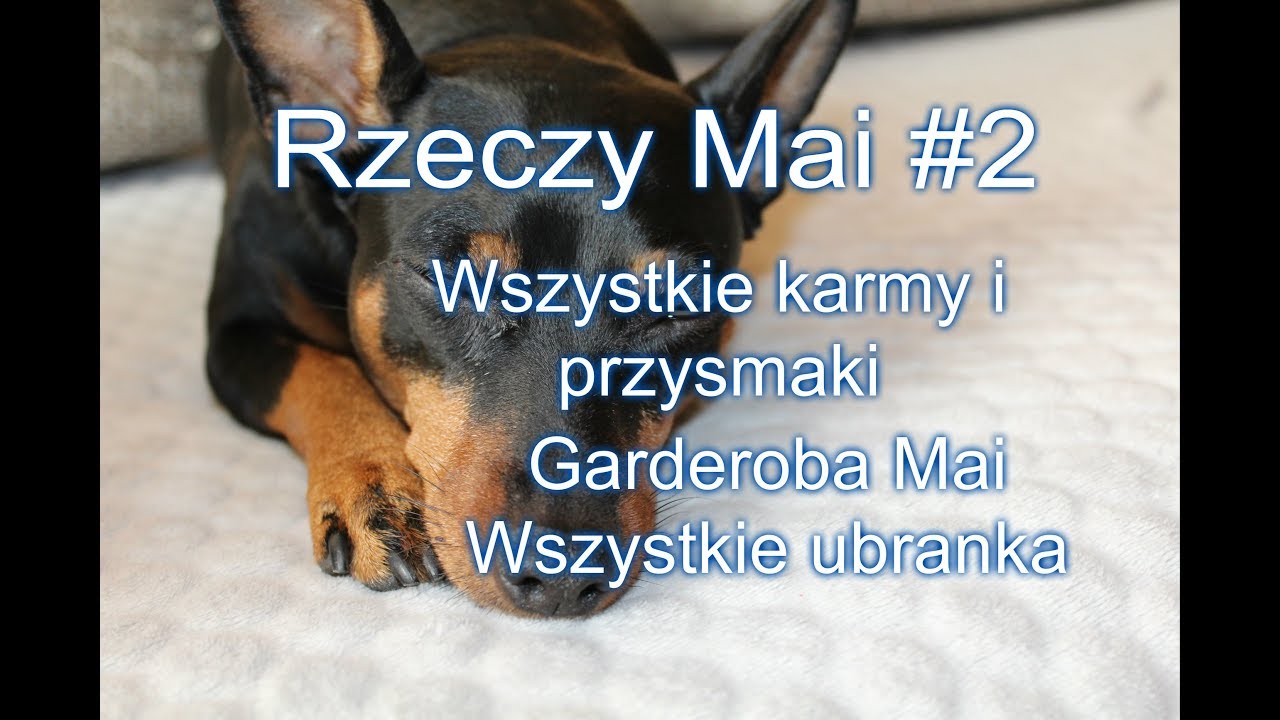 Wszystkie rzeczy mojego psa Mai część 2 karmy przysmaki i ubranka