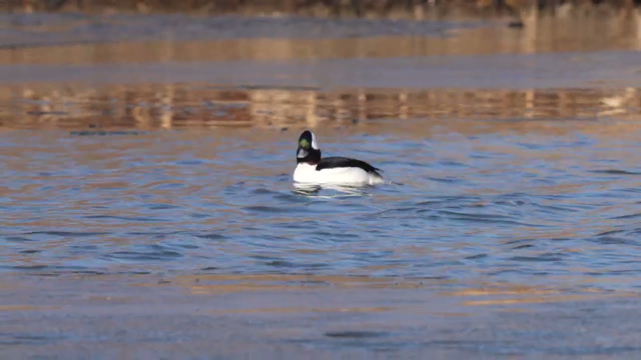 North American Bufflehead duck dives as it feeds on a northern USA river