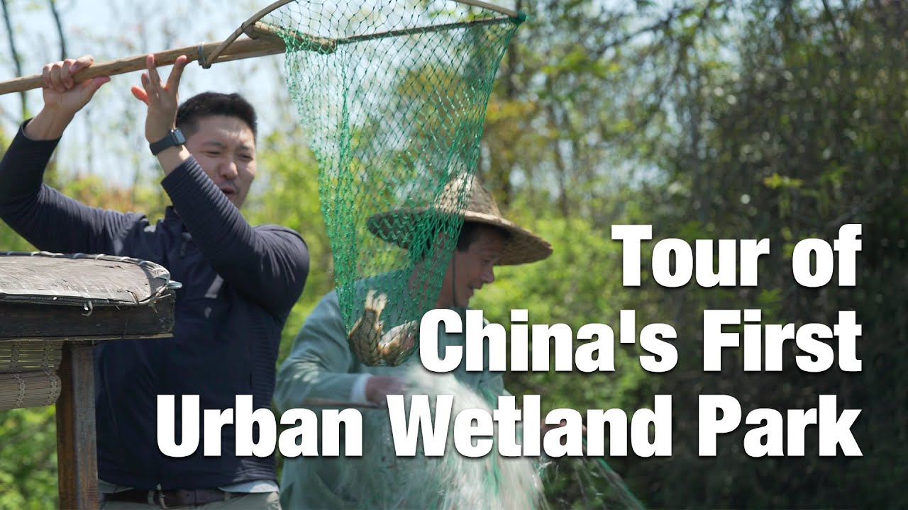 Tour of Hangzhou Xixi National Wetland Park!