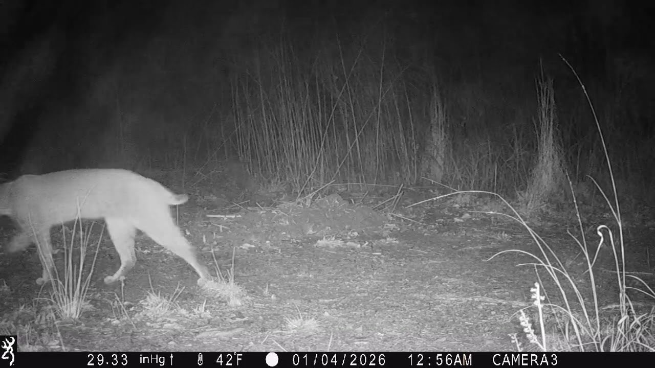 Cat1