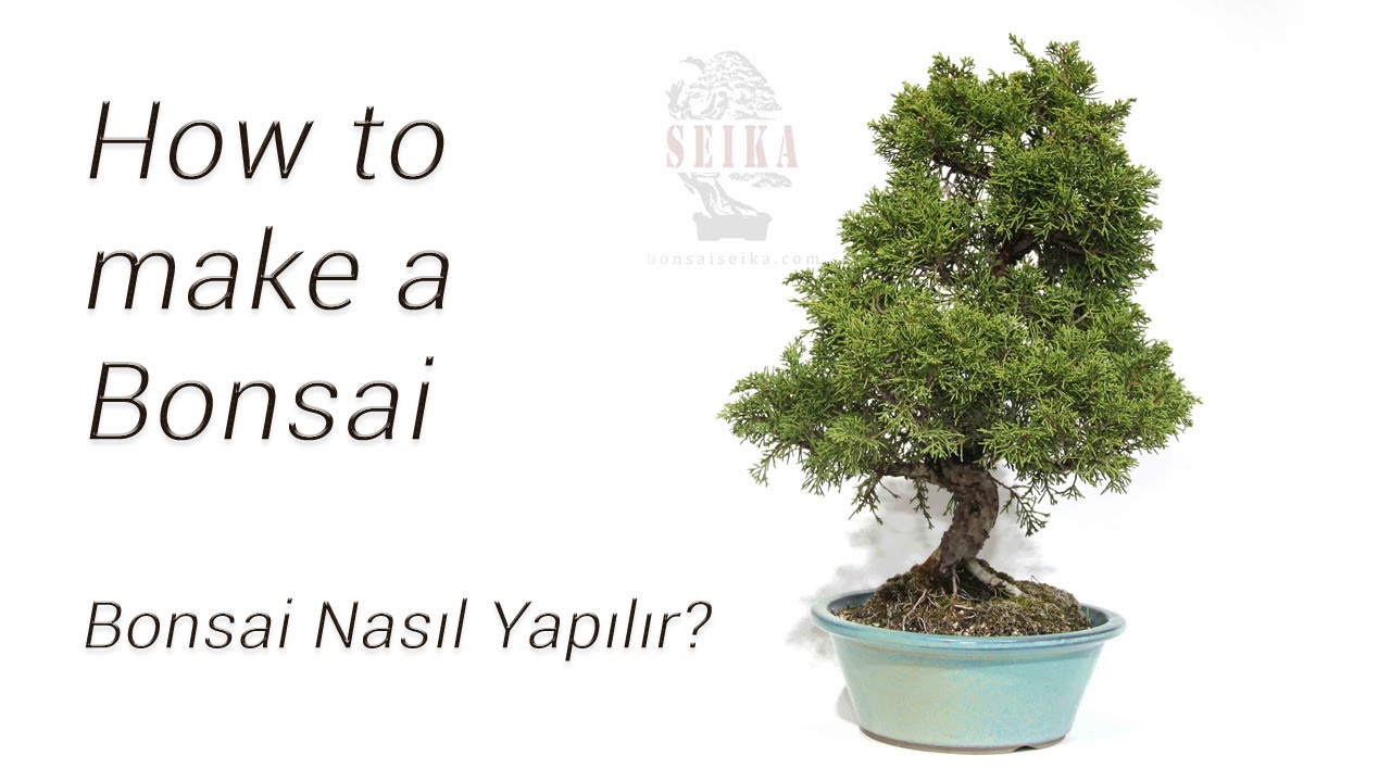 Bonsai nasıl yapılır?