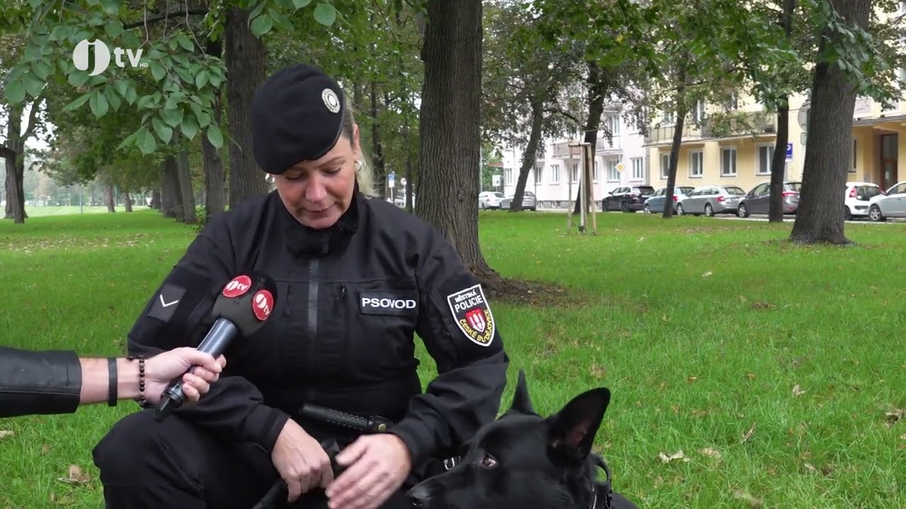 Reportáž JČTV - českobudějovická městská policie představuje služebního psa Mavericka s psovodkou