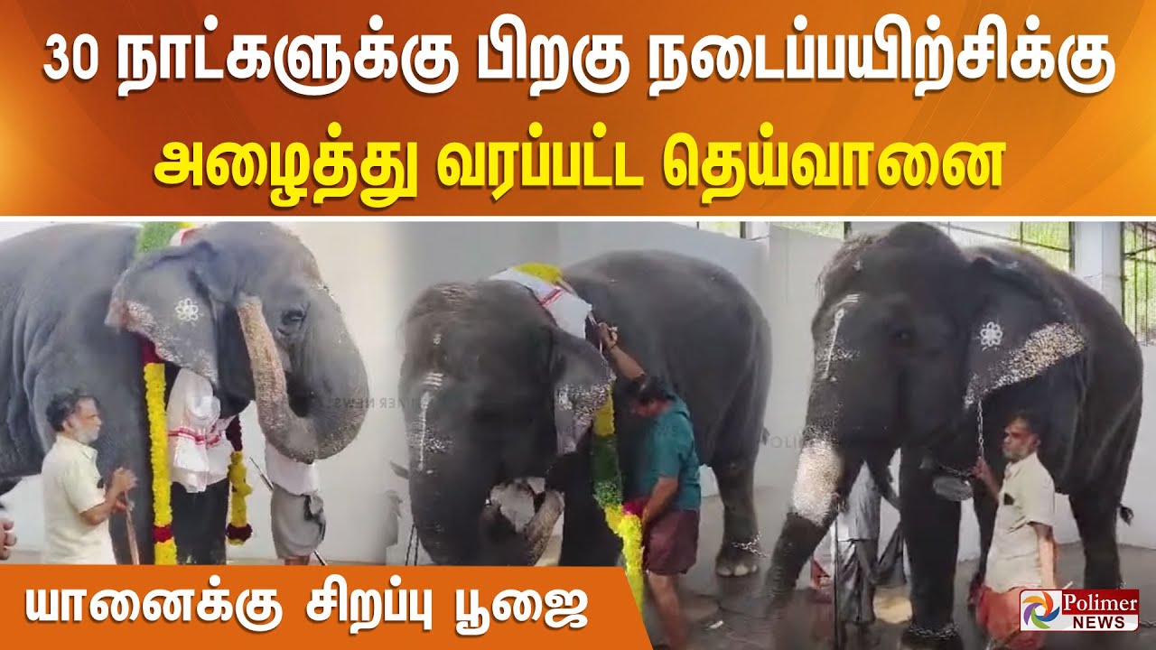 30 நாட்களுக்கு பிறகு நடைப்பயிற்சிக்கு அழைத்துவரப்பட்ட தெய்வானை யானைக்கு சிறப்பு பூஜை