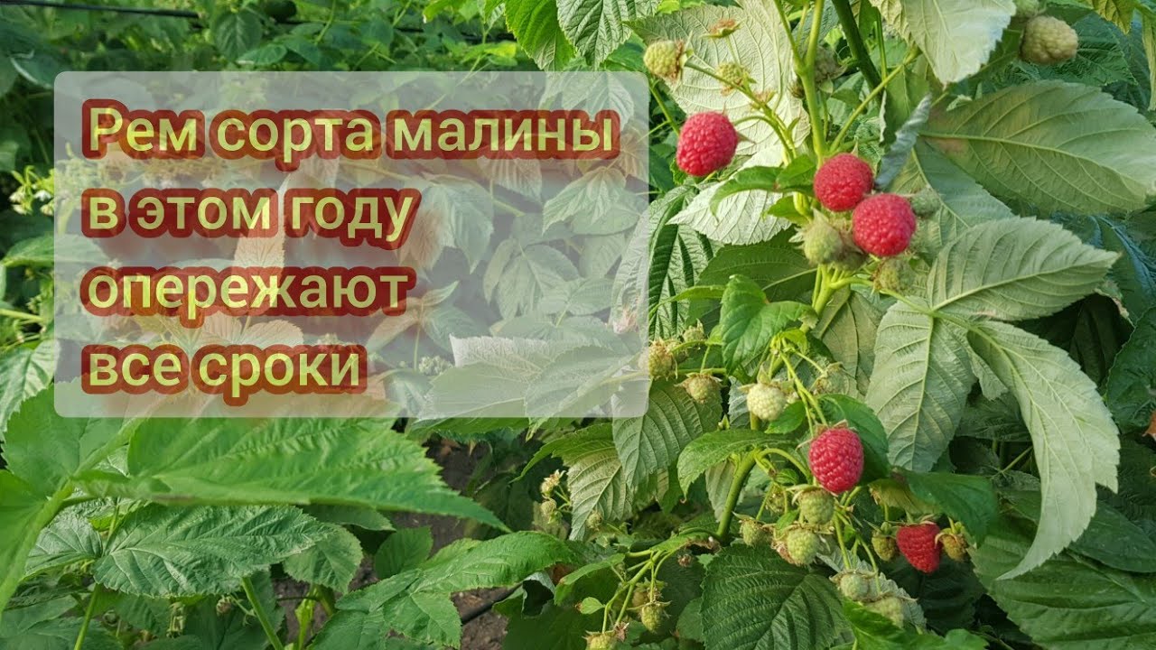 Делнива рем сорт малины начало плодоношения