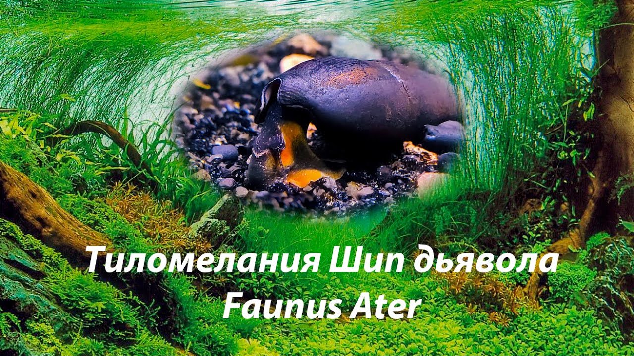 Тиломелания 