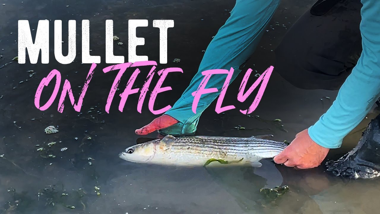 Mullet On The Fly | Fly Fishing For Mullet | Saltwater Fly Fishing UK