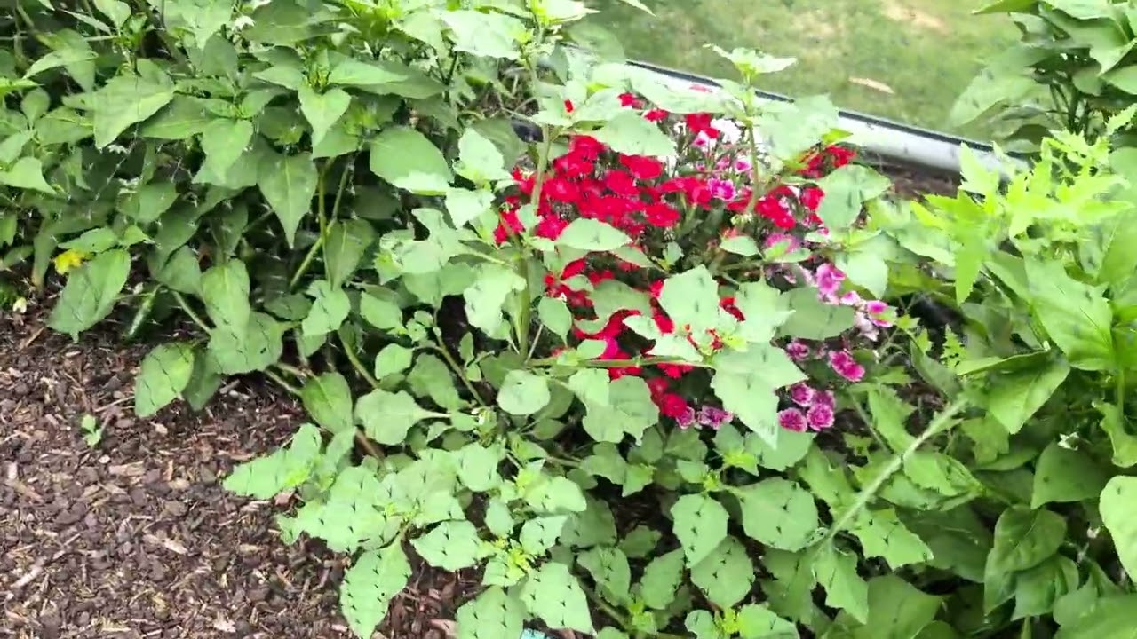 Garden Update FEB 2026