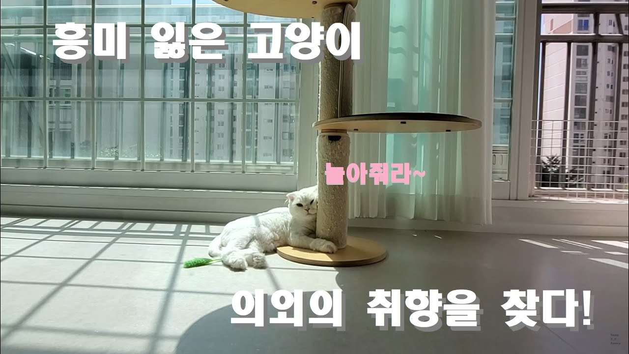 고양이 장난감의 활용법