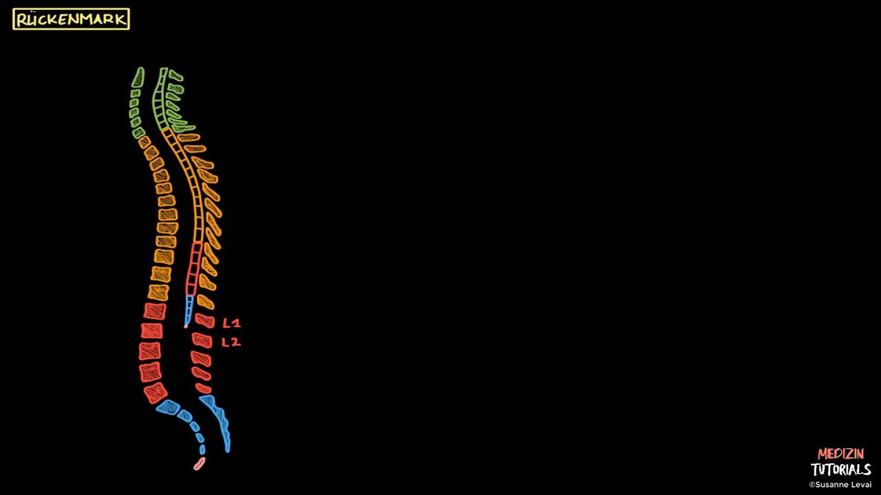 Neuroanatomie R&uuml;ckenmark (Vorschau)