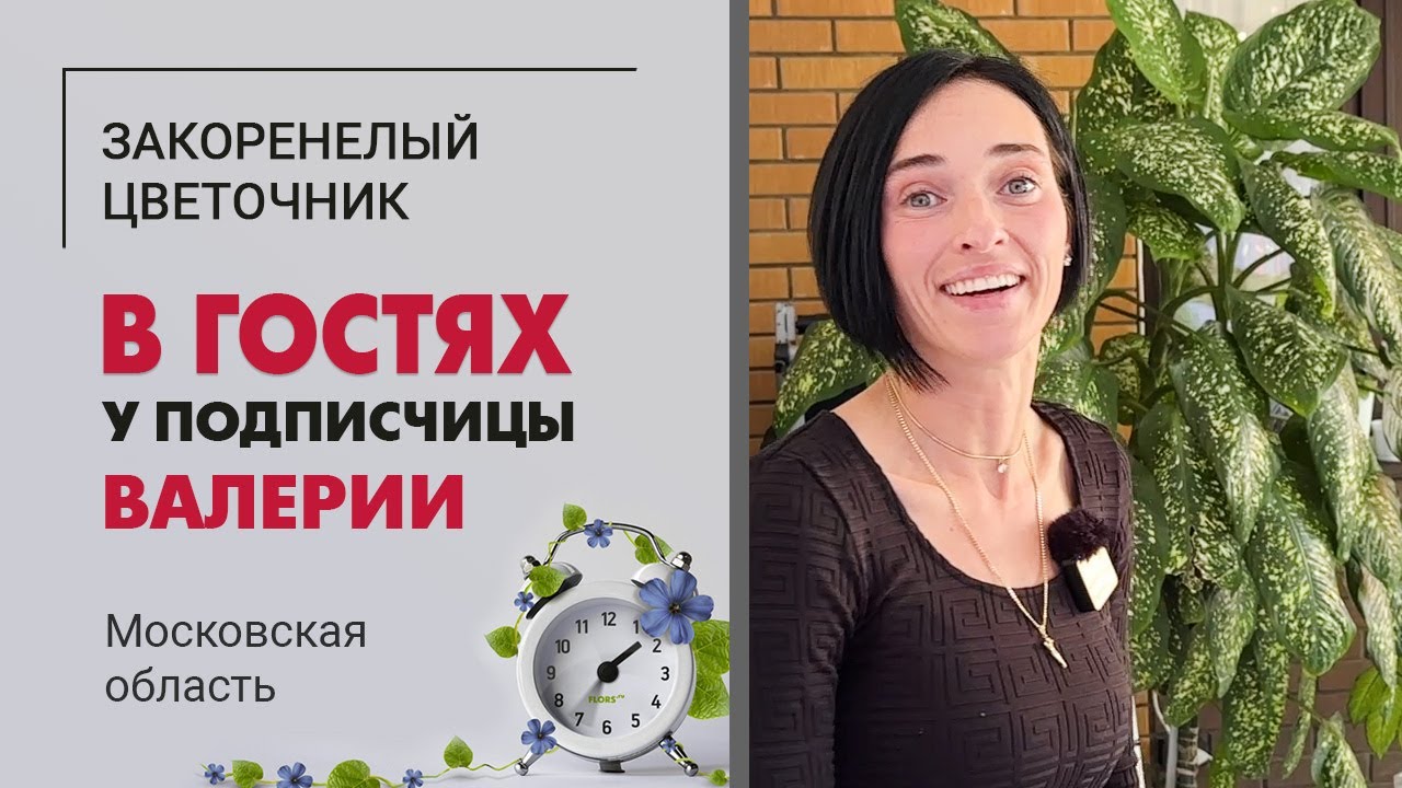 В гостях у Валерии. Салтыковка МО. Диффенбахии, филодендроны и секрет выращивания гигантских калл.