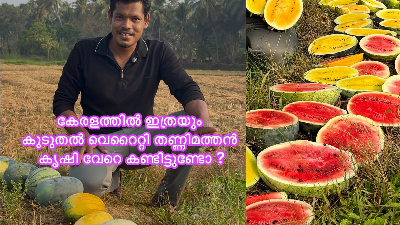 സ്വദേശിയും വിദേശിയുമായ 22 ഇനം തണ്ണിമത്തൻ കൃഷി ചെയ്ത അലി അക്ബർ #watermelonfarming #തണ്ണിമത്തൻ   