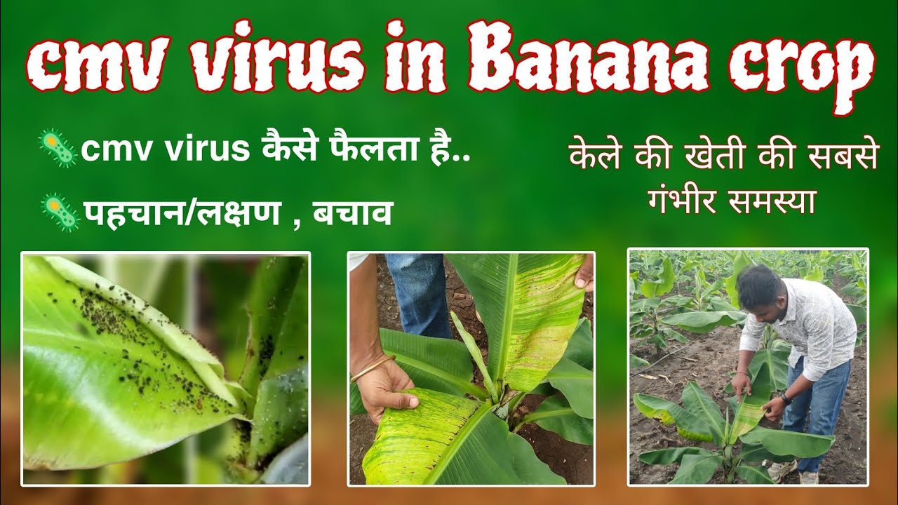 CMV Virus in Banana | पहचान, लक्षण और बचाव। Cmv virus.CMV Virus कि पहचान। CMV की रोकथाम व नियंत्रण ।