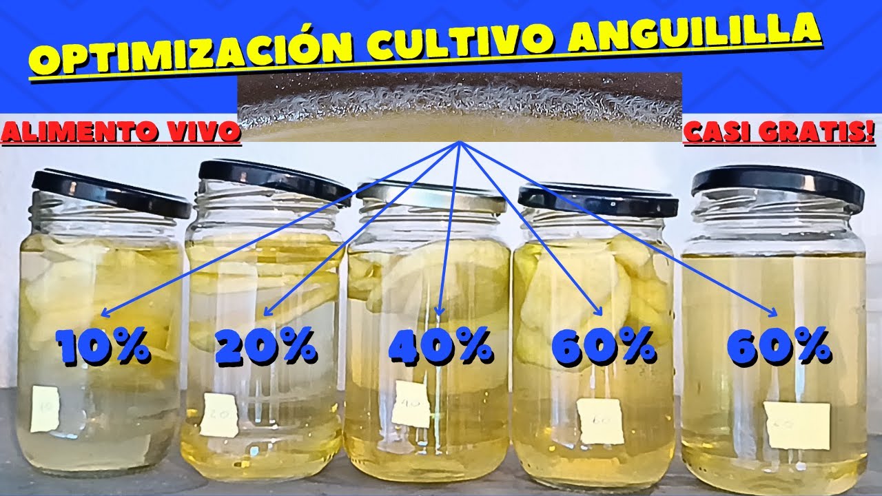 ALIMENTO VIVO casi GRATIS!: EXPERIMENTO de OPTIMIZACIÓN ANGUILILLA del VINAGRE