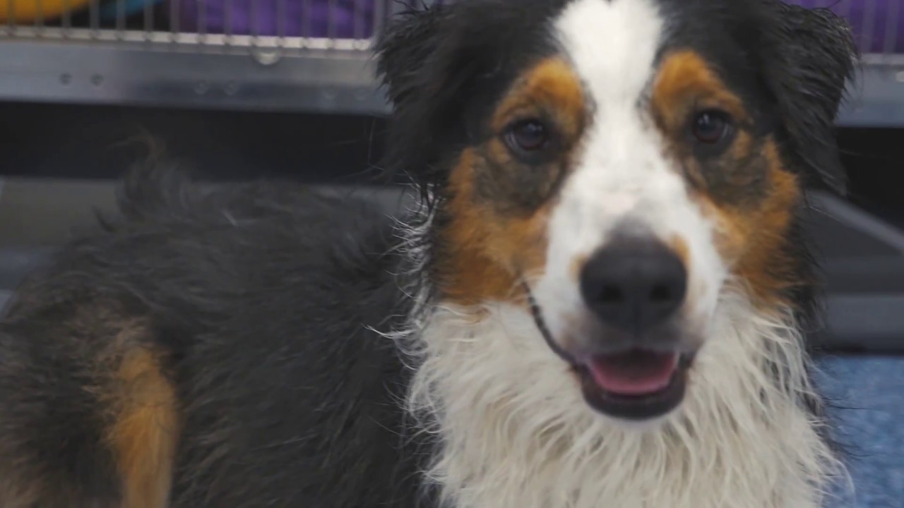 CARE VETERINARY CENTER  Rehabilitation