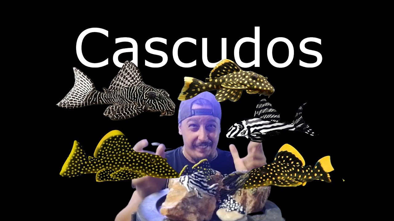 Cascudos (PLECOS) (EP.04)