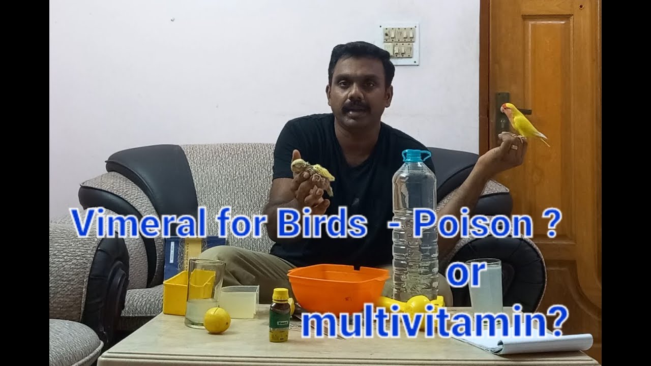Vimeral for African lovebirds - Multivitamin or Poison ? | Explained | Tamil
