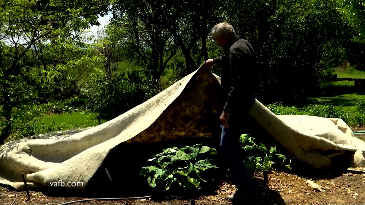 In the Garden - Dealing with Freeze Damage