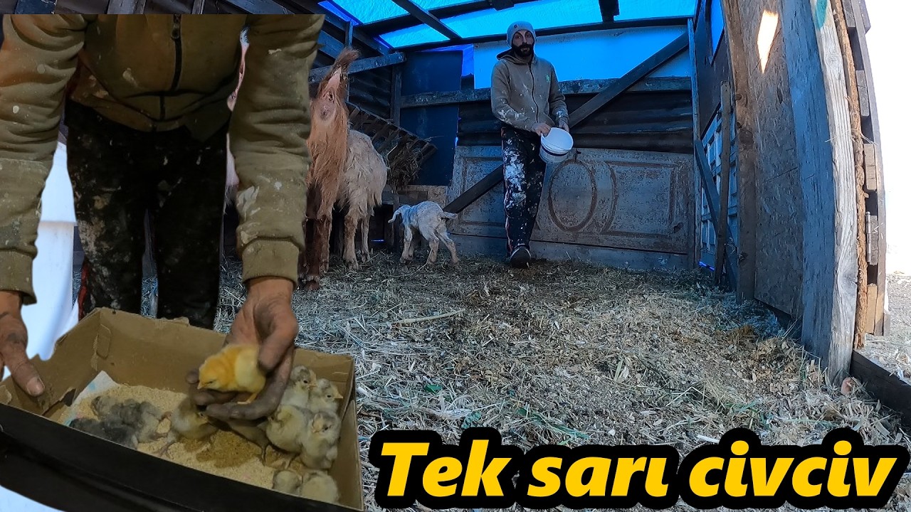 CİVCİVLER ÇIKTI!-AHIRI TEMİZLEDİM-KÜMESLERİ SIVADIM!-KEÇİLERİ OTLATTIM!-#keçi #güvercin